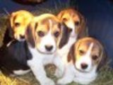 Preciosos cachorros todas las razas, Perros y Gatos!!!!