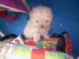 Hermosos French Poodle*