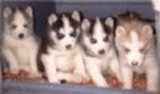 Cachorros Husky Siberiano*