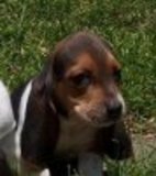 Cachorritos Basset Hound
