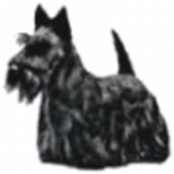 Cachorritos Scottish Terrier