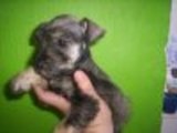 Hermosos cachorros Schnauzer*