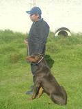 VENTA RENTA Y ADIESTRAMIENTO CANINO BEGECAN A.S.P.S.C.