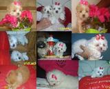 * VENDA DE FILHOTES C/ PEDIGREE!