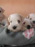 Perfeito Machinho Schnauzer Mini Branco RJ