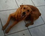 Cachorra desaparecida