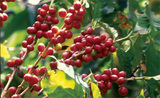 Vendo finca cafetalera en Chiapas Mexico