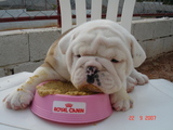 Acasalamento com Bulldog Ingles pedigree CBKC linhagem MACM X Feras do Universo
