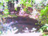 Cenote_thumb