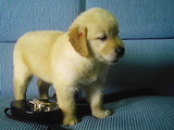 GOLDEN RETRIEVER MARAVILHOSOS FILHOTES