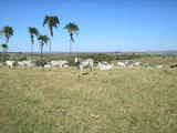 FAZENDA EM PARANAPANEMA / SP - 189,76 ALQUEIRES.