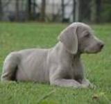 Perros Weimaraner, Para esta Navidad