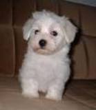 Preciosos perritos Maltés