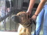 SHAR PEI CHINO