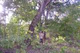 Vende-se uma fazenda com uma área de 11.300 hectares.