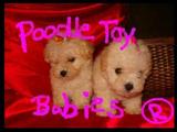 *** ESPECIALIZADO EM POODLES *** LOVPUPPIES ***