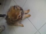 venta de mascotas pomerania