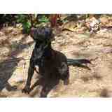 Bellisimo Labrador Cobrador Semental
