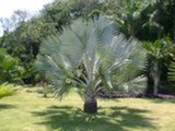 Jardins,Reformas e Manutenções.
