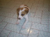 Procuro um lar para 3 cachorrinhos