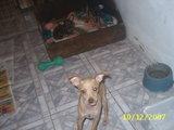 pinscher miniatura