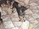 pinscher Nº1