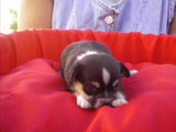 CHIHUAHUA "DEL ROCSIL KENNEL" 011-42337560