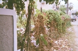 MATO COBRE SUJEIRA