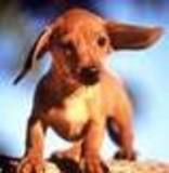 SE VENDEN CACHORROS SALCHICHAS