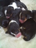 cachorritos beagle