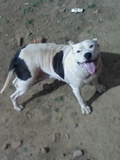 Doando uma Pit bull!