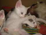 Doa-se 05 lindos gatinhos SRD
