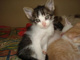 Doa-se 05 lindos gatinhos todos machos!