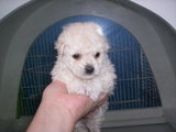 Hermosos French Poodle