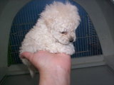 Hermosos French Poodle