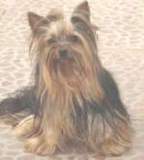 Hermosos Yorkshire Terrier