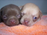 Hermosos Chihuahueños
