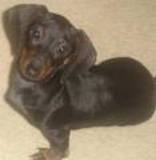 Cachorros de raza