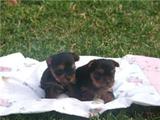 Hermosos Yorkshire Terrier - San Luis Potosi - San Luis Potosí