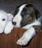 Cachorros de raza pura