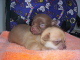 Hermosos Chihuahueños