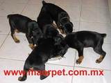 Cachorros de raza