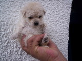 Hermosos French Poodle