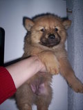 Chow-chow_cafe_02_thumb