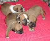 Cachorros de raza pura