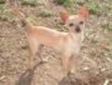 Hermosos Chihuahueños