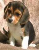 Cachorros de raza