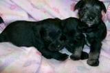Cachorros de raza pura