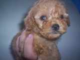 Hermosos French Poodle