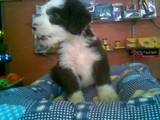 Cachorros de raza pura